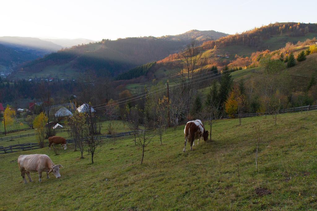 Kings Valley - Sunny Botesti Cîmpeni Esterno foto